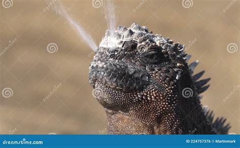 Galapagos Marine Iguana Sneezing Excreting Salt by Nose - Funny Animals Stock Photo - Image of ...