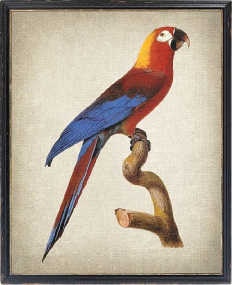 Cuban Macaw Print Vintage Bird Illustration Instant Digital - Etsy