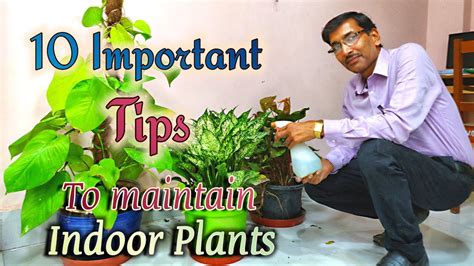 10 BEST TIPS To Maintain INDOOR PLANTS or HOUSE PLANTS. - Gardening ...