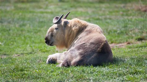 Sichuan Takin (Tibetan Takin) - A-Z Animals