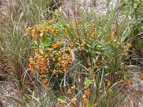 Duranta erecta - Leon Levy Native Plant Preserve