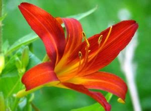 Lily Meaning and Symbolism of the Lily on Whats-Your-Sign