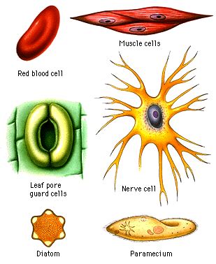 #15 Cell functions | Biology Notes for IGCSE 2014