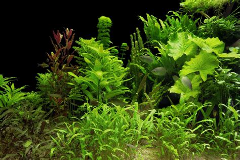 Best Aquarium Plant Fertilizer Options For A Thriving Freshwater Tank