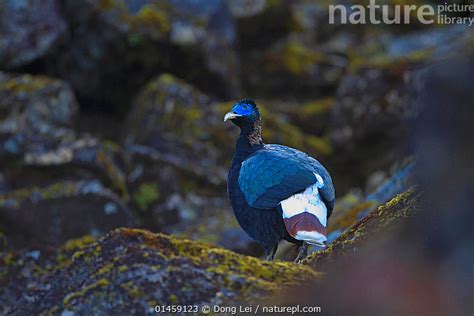 Nature Picture Library Sclater's Monal Pheasant (Lophophorus sclateri ...