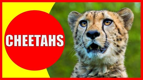 CHEETAHS FOR KIDS - Cheetah Facts Videos for Children, Preschoolers and Kindergarten - YouTube