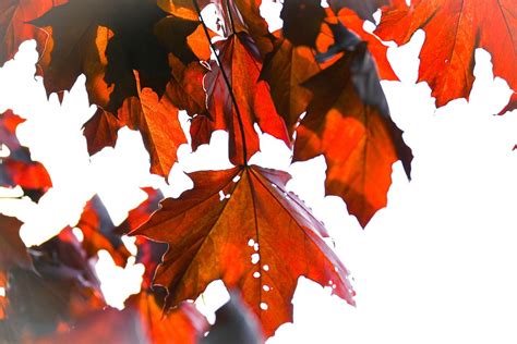 Canada Maple Leaves Red - Free photo on Pixabay - Pixabay