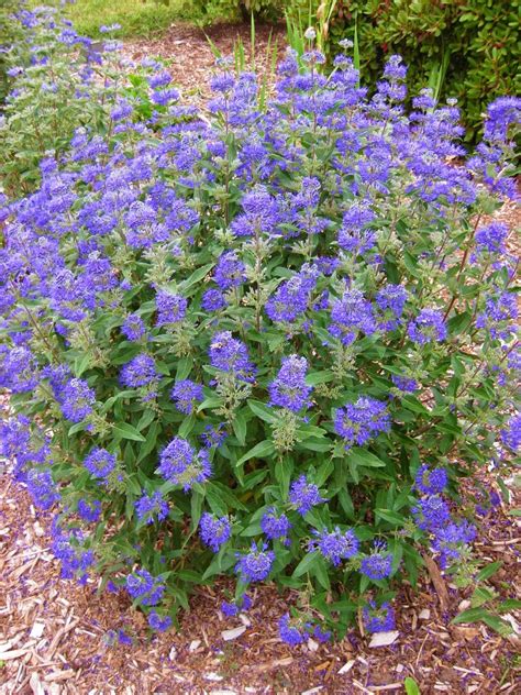 1 Gal. Dark Knight Bluebeard Flowering Shrub with Highly Fragrant Deep – Online Orchards