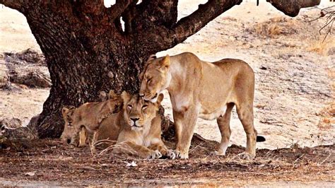 Gir sanctuary lions screened: Gujarat government