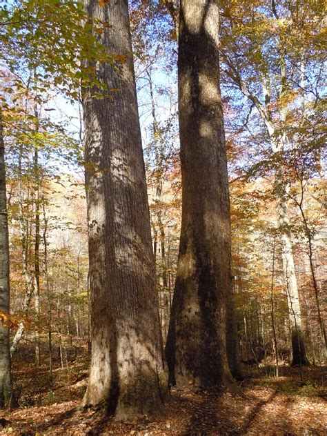 JKB Adventures: Joyce Kilmer Memorial Forest