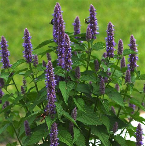 Anise Hyssop – Hardy Seeds