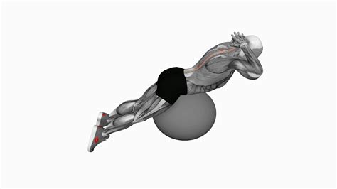 Back Extension on Exercise Ball: Maximize Core Strength - 1000+ FREE ...