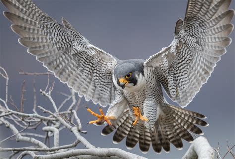 6 falcon species you need to know | Arab News