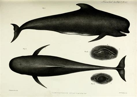 Biomedical Ephemera, or: A Frog for Your Boils — Anatomy of the porpoise The word “porpoise ...