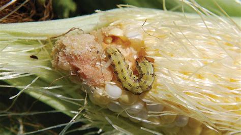 5 Sweet Corn Pests Florida Growers Need To Guard Against - Growing Produce