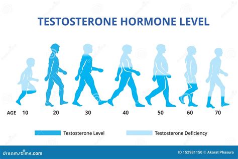 Testosterone Hormone Levels Chart, Vector Stock Vector - Illustration ...