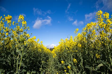 Field Of Yellow Canola Free Stock Photo - Public Domain Pictures