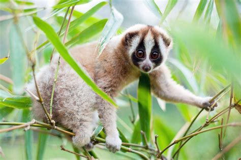 Slow lorises at high risk of illegal trade in Japan, report finds | The Japan Times