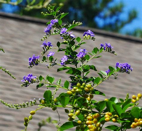 Gardening With Nature: Wordless Wednesday: Duranta erecta, aka "Golden Dewdrop"