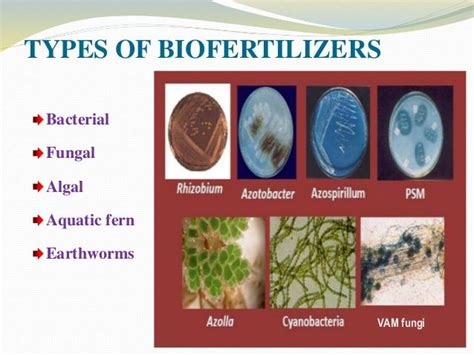 Matchless Biofertilizers Meaning In Marathi Balancing Equations Questions With Answers