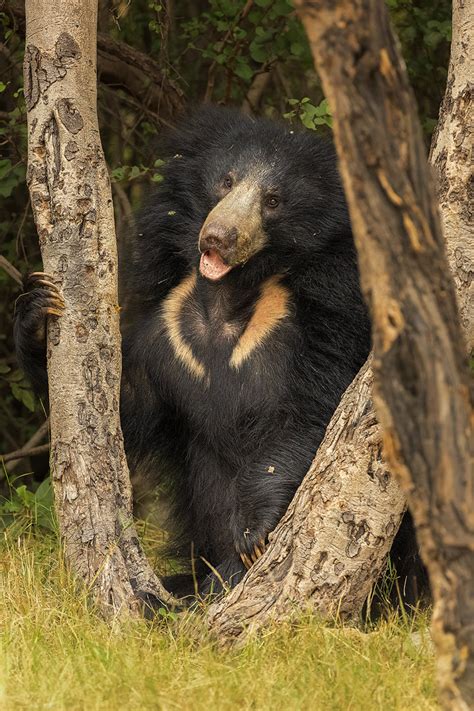 Playful Sloth Bear Cub - Francis J Taylor Photography