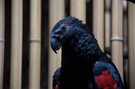 In Pics: Dracula Parrot, A Rare Vulture-Parrot Hybrid Is Probably The Most Badass Looking Bird