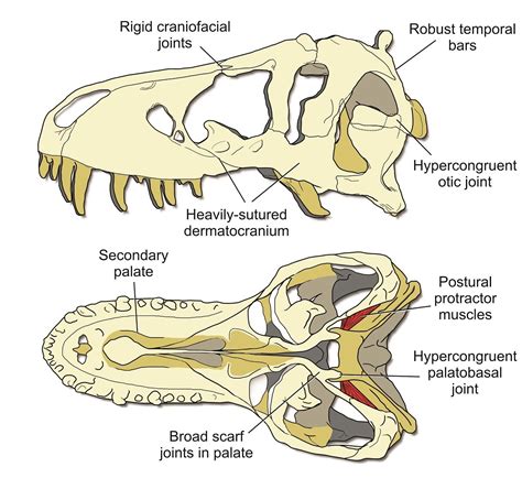 T. Rex Really Could Crush a Car in Its Jaws, Without Damaging Its Own ...