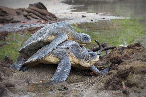 The Not-So-Chivalrous Love Life of a Pacific Green Sea Turtle | Sean Crane Photography