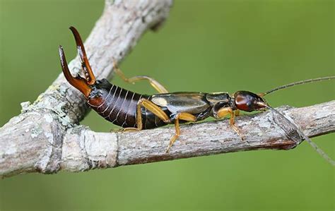 Who Else Wants Earwig Prevention Tips for Their Sacramento Property?