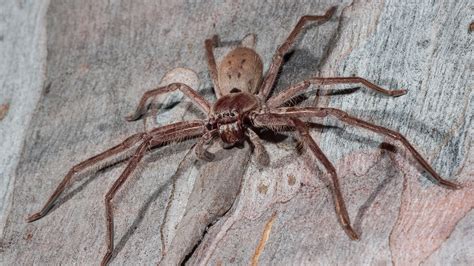 What are Huntsman spiders and are they dangerous to humans? – The US ...