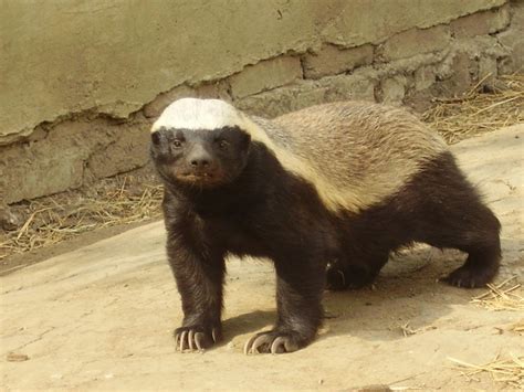 Honey Badger Animals | Amazing Facts & Latest Pictures | The Wildlife