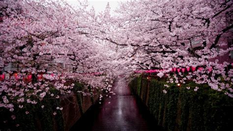 Tokyo Sakura Season Guide: Everything You Need to Know for Your Trip