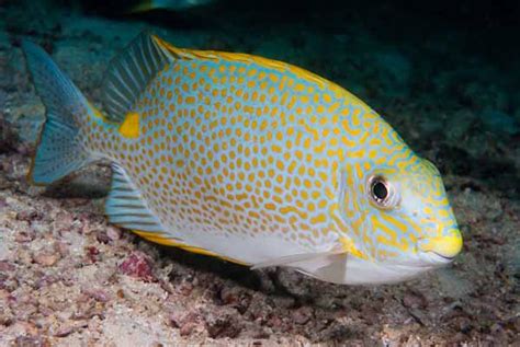 Golden Rabbitfish, Siganus guttatus (Bloch, 1787) - The Australian Museum