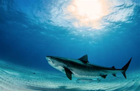 10 Types of Sharks In Maui: List with Facts and Photos