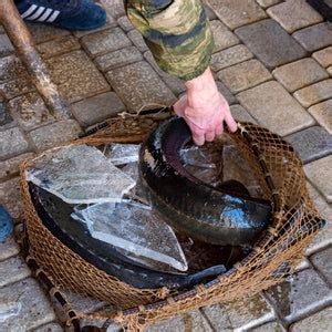 Winter White Sturgeon Fishing Tips: How to Catch the Big One