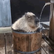 Capybara Capybara Meme GIF - Capybara Capybara Meme Capybara Ok I Pull ...