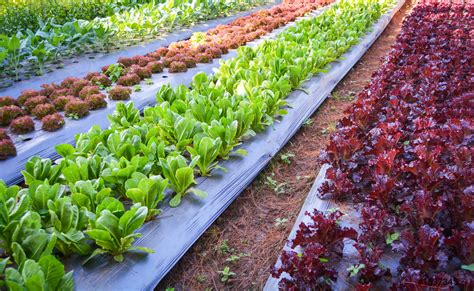 Green vegetable garden field planting chinese kale green and red ...