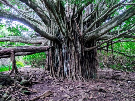 6 Jaw-Dropping Maui Trails for Epic Nature Hikes - Maui Trip Guide ...