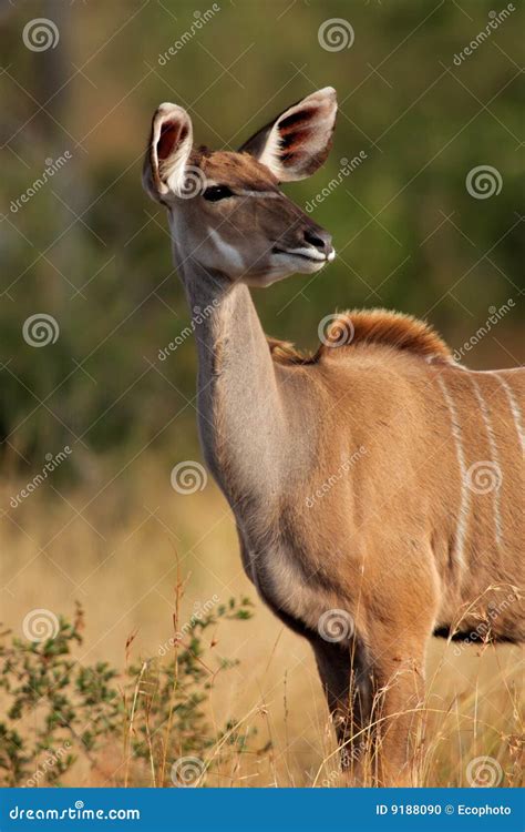 Kudu antelope stock photo. Image of tragelaphus, wilderness - 9188090