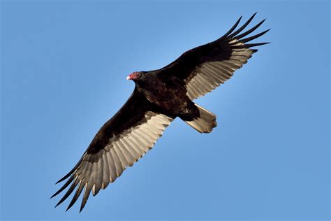 Vulture with sun through the wings. - Birds and Blooms