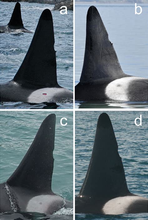 Figure 2 from Cookie Cutter Shark (Isistius sp.) Bites on Cetaceans ...