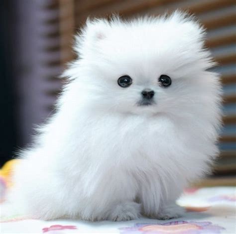 Teacup Mini Pomeranian Puppy