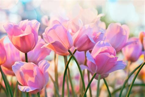 Tiptoe Through the Tulips - richmondmagazine.com