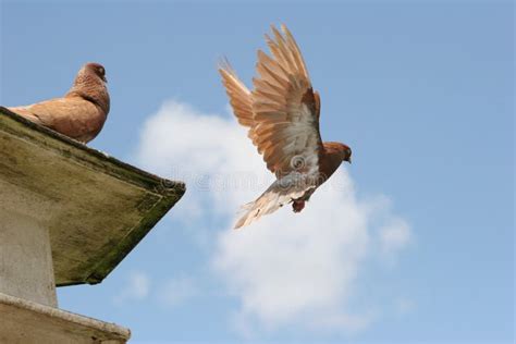 Brown pigeon flying away stock image. Image of outstretched - 16756509