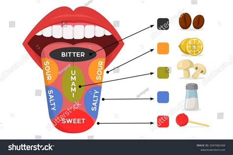 Diagram Human Taste Areas Taste Receptors Stock Vector (Royalty Free) 2247062169 | Shutterstock