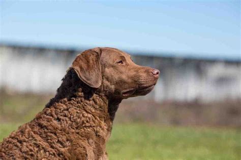 Are Chesapeake Bay Retrievers Affectionate? - Retriever Advice