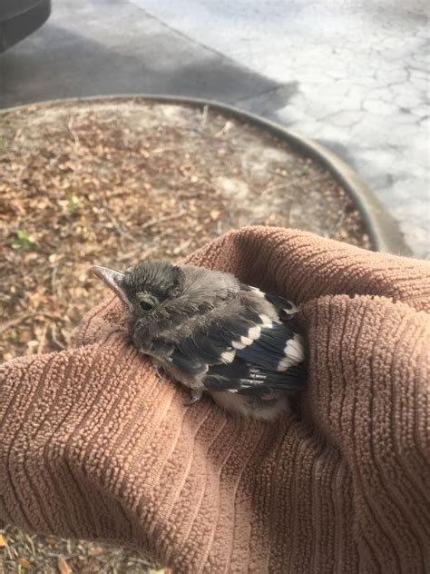 Baby blue jay knocked out of nest...advice please. : r/aww