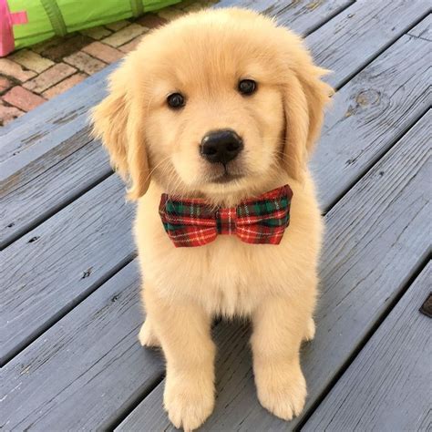 cute puppy wearing a tie #cutepuppies #cutedog #puppies Cute Puppy Pictures, Cute Animal Photos ...