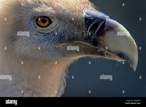 Vulture face portrait hi-res stock photography and images - Alamy