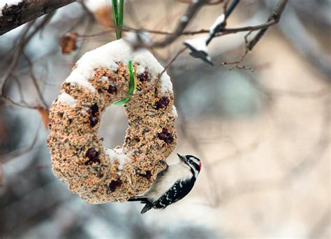 Bird Seed Cakes DIY | Birdcage Design Ideas